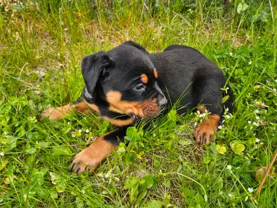 We had 9 puppies originally, we still have 4. They are 75% Rottweiler and 25% Bull Mastiff. There is...
