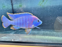 Male peacock cichlids for rehoming