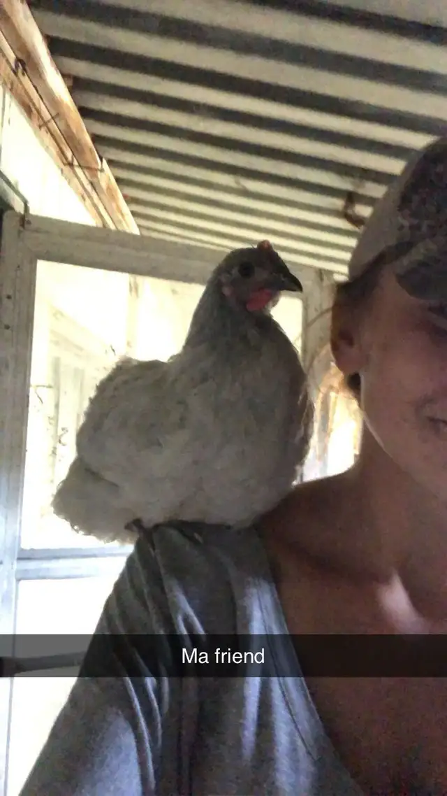 We Offer A Forever Home For Livestock in Livestock in Hamilton - Image 11