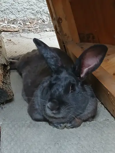 Approx. 1.5 year old male New Zealand rabbit