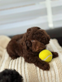 Charming Mini Poodle Puppies Ready For Loving Homes
