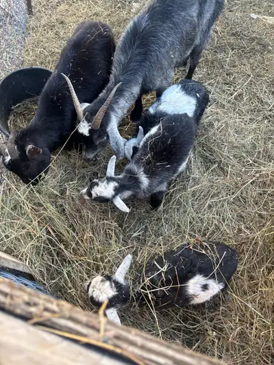     Mixed Herd: Goats & 1 Sheep for Sale, View more