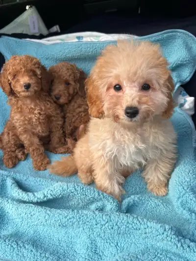 toy/mini poodle puppy, View more