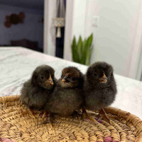 Cream crested legbar mix chicks! Coloured egg layers 