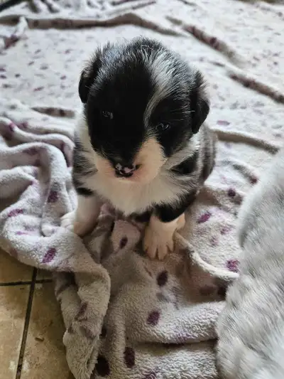 Australian Shepherd Puppies, View more