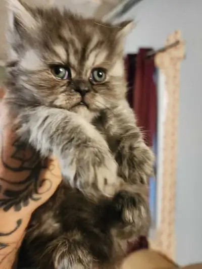 Valentine's persian kittens, View more