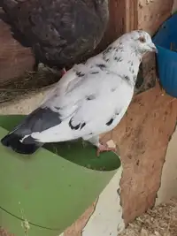 2 pigeons a placer ensembles 