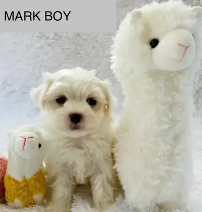 Super happy Maltipoo ❤️Last Boy❤️, View more
