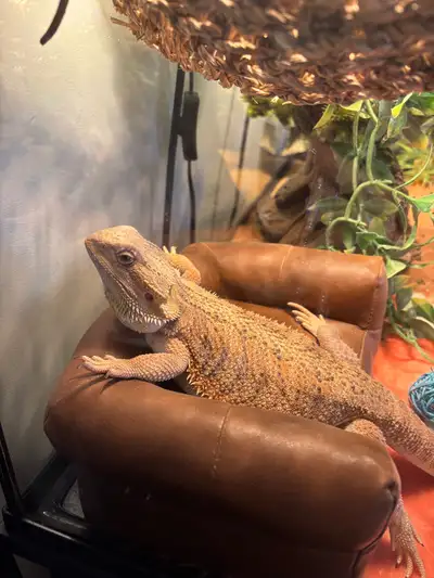 bearded dragon  and LOTS of accessories and lamp (no tank) , View more