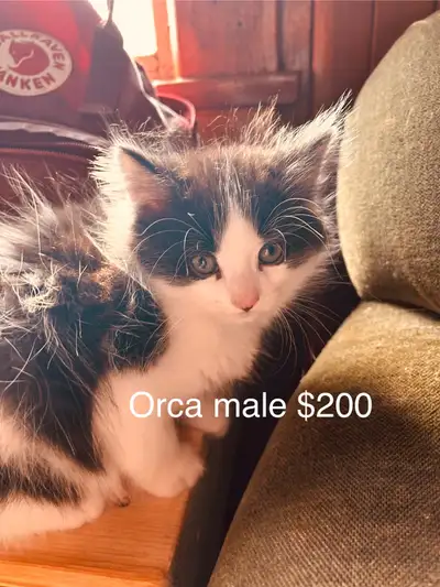 3 left! beautiful kittens for sale. No vet check but they have received homeopathic wormer. 1 short...