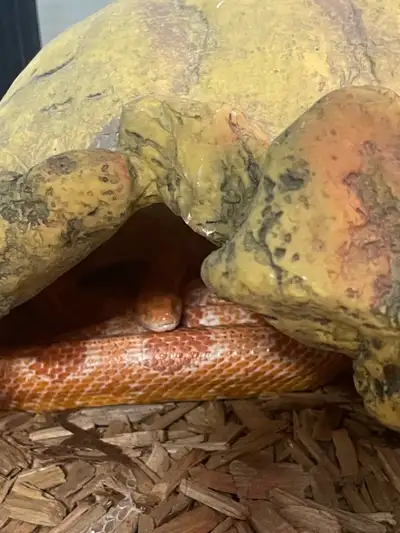 Corn Snake, View more