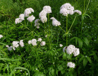 Valerian Plants