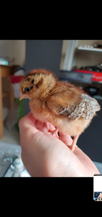 (Sold Out) Female Wellsummer chicks available April