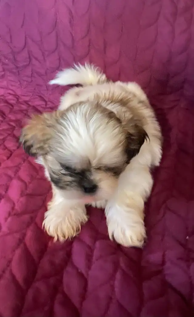 Shih tzu puppies 3 males left  born on February 3 in Dogs & Puppies for Rehoming in Norfolk County - Image 7