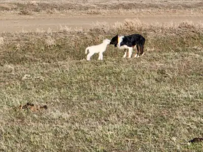 trained border collie, View more