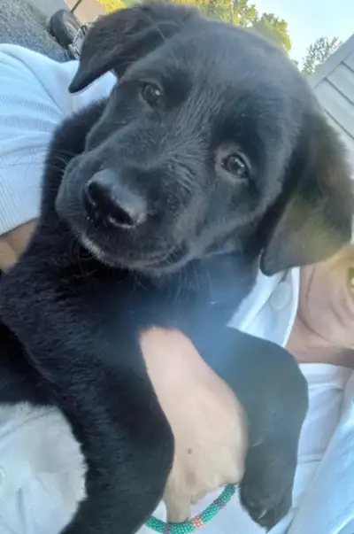 I have 2 mixed puppies, 8 weeks old, female. Very playful and full of life and love. No shots, Dad l...