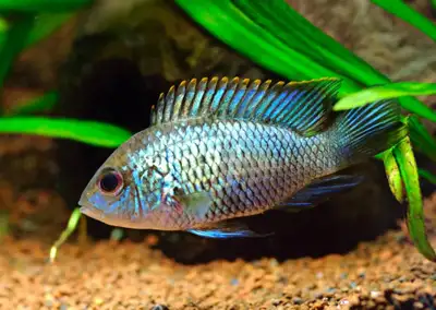 Neon Acara Cichlids , View more