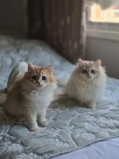 british golden long hair  kittens , View more