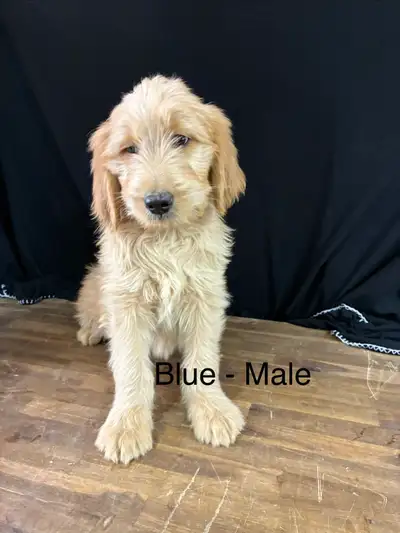 golden doodle puppies, View more