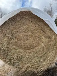 1st cut dry hay