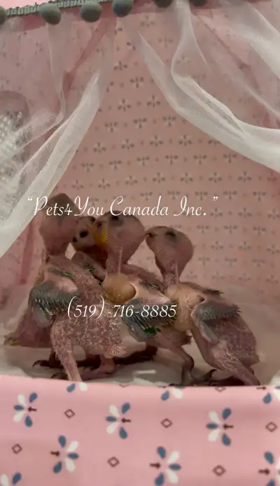 White-Bellied Caique Baby Parrots, View more