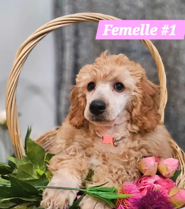 Caniche  chiots. in Dogs & Puppies for Rehoming in Longueuil / South Shore - Image 2