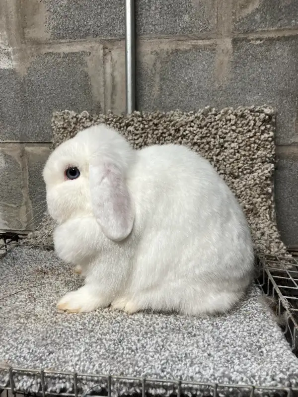 Extraordinary Holland lops & Netherland dwarfs in Small Animals for Rehoming in City of Toronto - Image 5