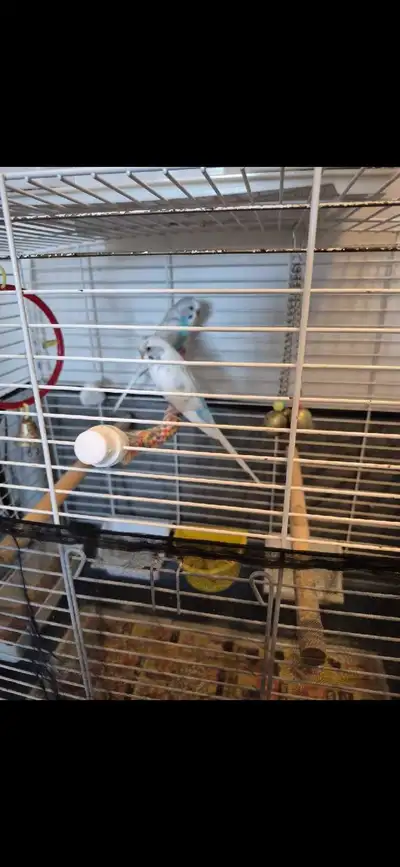Beautiful Budgie pair and Cage, View more