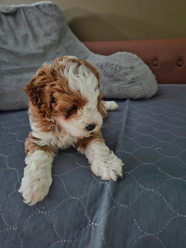 Cockapoo male dans Chiens et chiots à adopter  à Victoriaville - Image 3