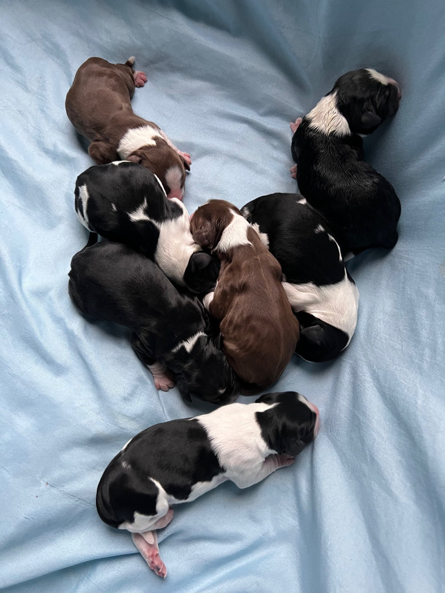 7 Beautiful Sprollies | Dogs & Puppies for Rehoming | Bedford | Kijiji