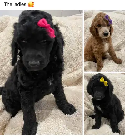 8 weeks old July 25, 2024! No Merle in their lineage. 6 purebred standard poodles still needing thei...