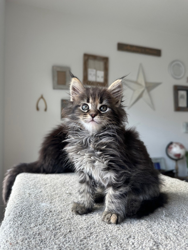 European Maine coon kittens purebred  in Cats & Kittens for Rehoming in Delta/Surrey/Langley - Image 3