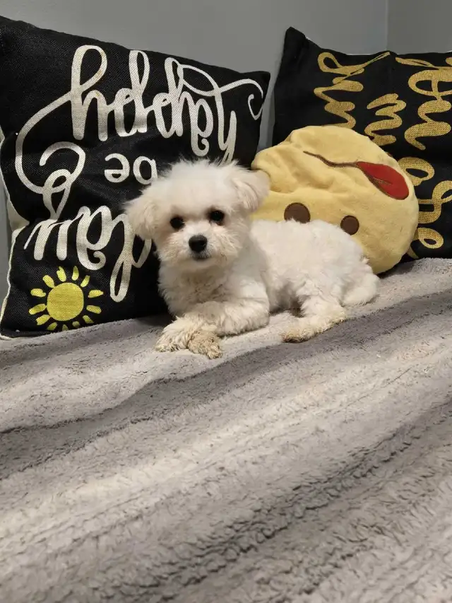 bichon frise puppies in Dogs & Puppies for Rehoming in City of Toronto - Image 3