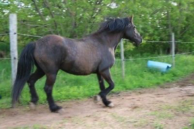 Registered Canadian Stallion for Hire in Horses & Ponies for Rehoming in Annapolis Valley - Image 4