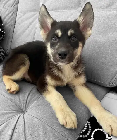 Husky Puppies ready for Christmas!!!!!!!, View more