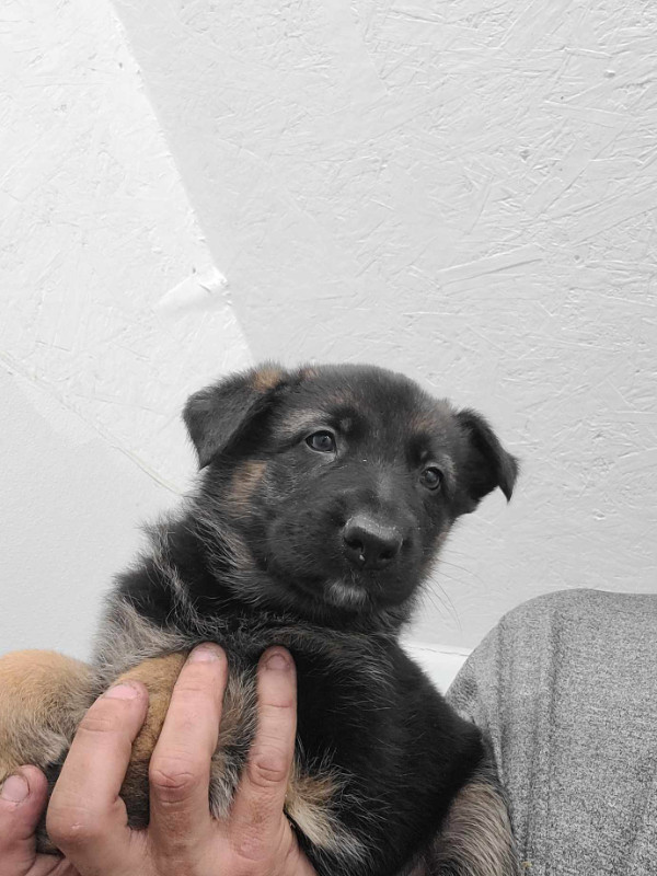 German Shepherd purebred/Berger Allemand pure race in Dogs & Puppies for Rehoming in Bathurst - Image 2
