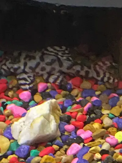 L236 adult super white Pleco, View more