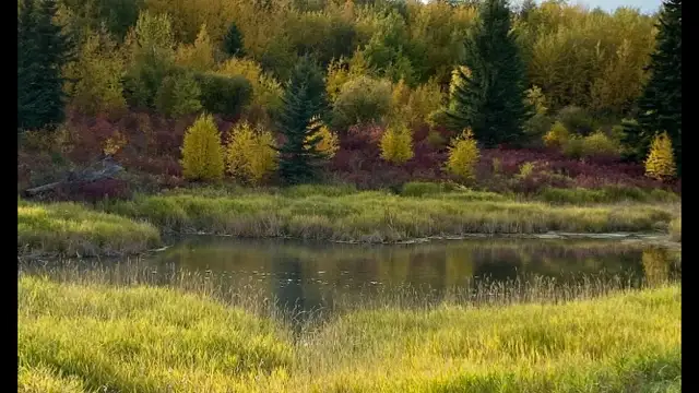 Off grid cabin rental 10 mins from StAlbert. 5 acres, private. in Alberta in Canada - Image 2