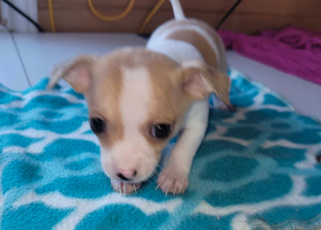 Chihuahua puppies in Dogs & Puppies for Rehoming in Truro - Image 3