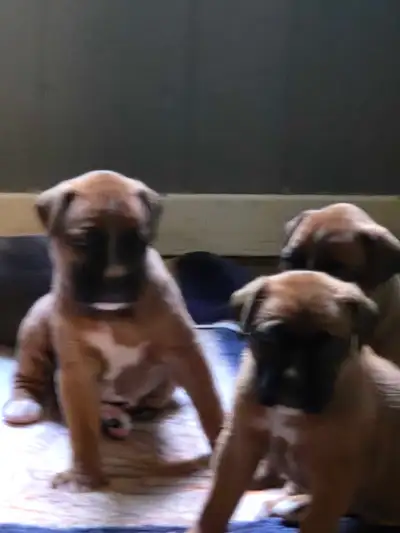 chiot boxer pure race, View more