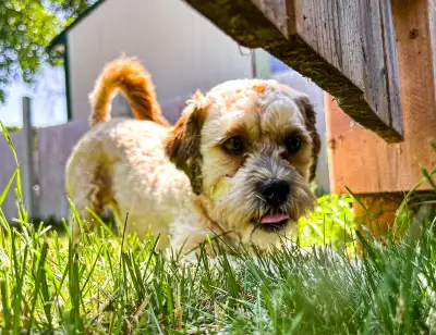 Looking for Forever Home, View more