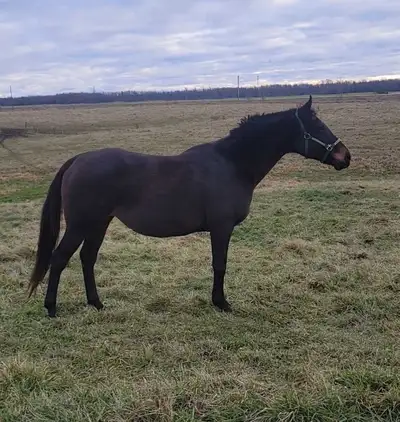 Companion/light riding/broodmare, View more