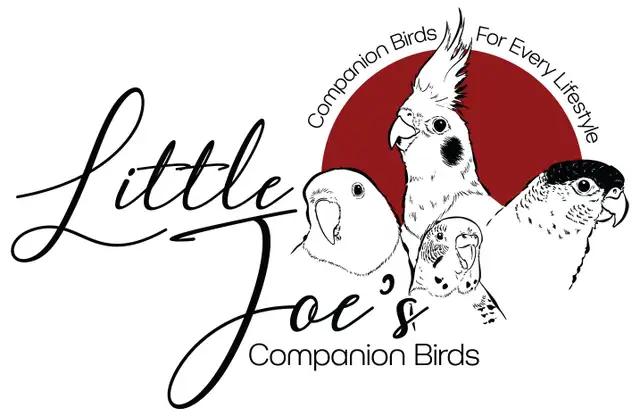 DNA tested Hand fed Hand raised Cockatiel Babies in Birds for Rehoming in Victoria - Image 11