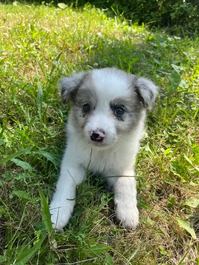 merle border collie puppy, View more