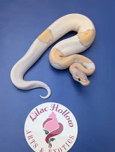 Male Banana YB Mojave Pied Ball Python, View more