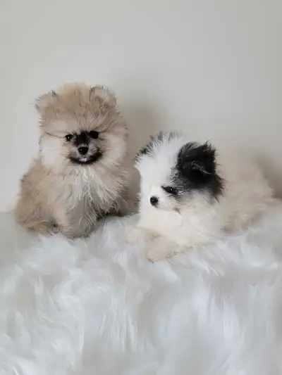 Adorable Purebred Pomeranian Puppies For Sale, View more