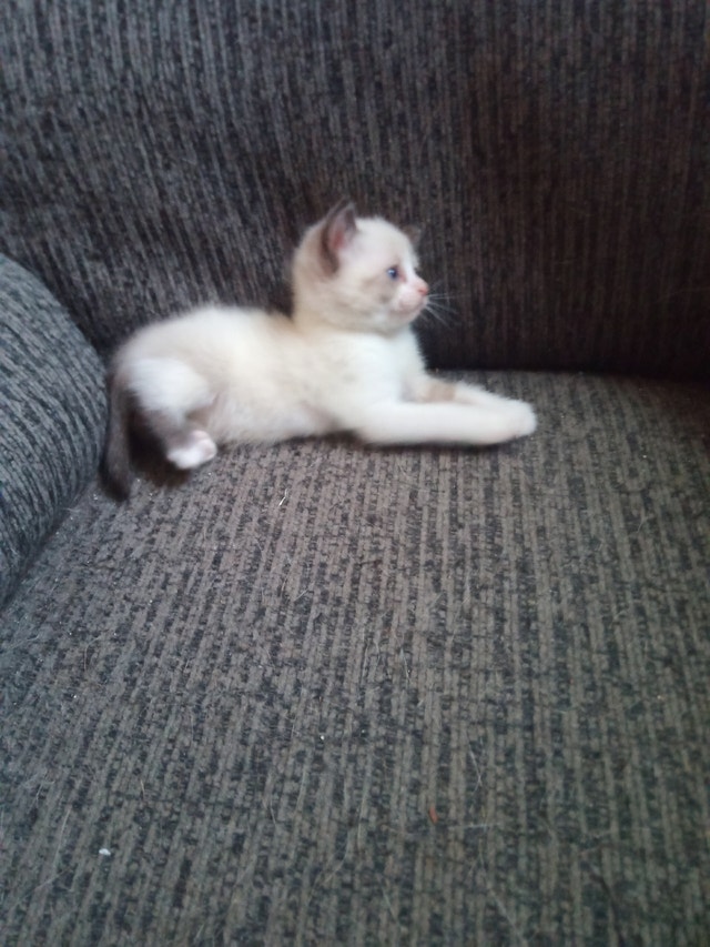 SNOWSHOE & SEAL POINT SIAMESE READY TO GO!!! Cats & Kittens for