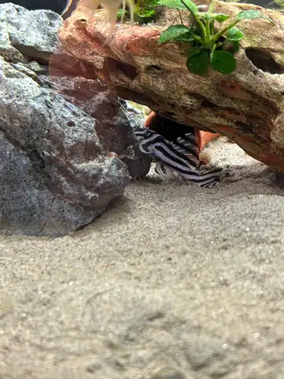 L046 Zebra pleco, View more