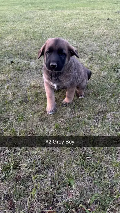 TURKISH KANGAL CROSS PUPPIES, View more