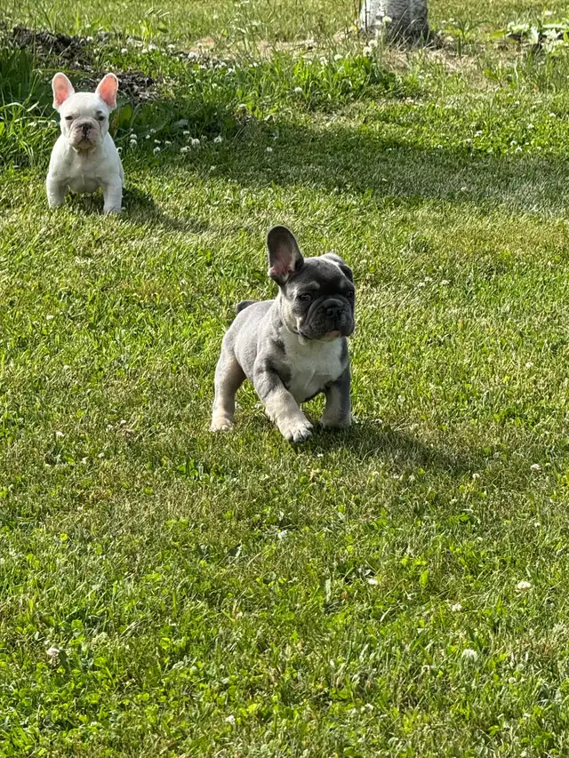  French bulldogs puppies  in Dogs & Puppies for Rehoming in Hamilton - Image 5